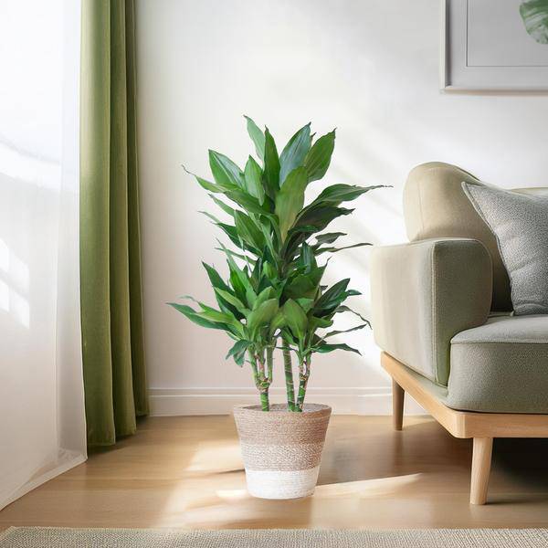 Dracaena Janet Lind 95cm – Drachenbaum Zimmerpflanze Ø21cm – pflegeleichte luftreinigende Grünpflanze im nachhaltigen Jutekorb Lissabon Weiß – dekorativer Blickfang für Zuhause & Büro