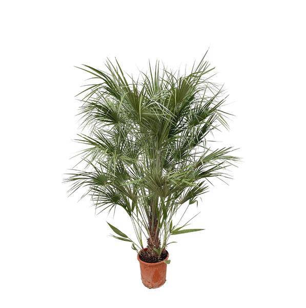 Grüne Zwergpalme - Chamaerops Humilis - 170cm - ø30cm