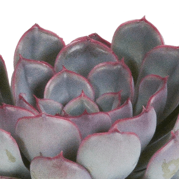 Steinrose - Echeveria Mix - 8,5cm - Zimmerpflanze - Sukkulente - 3 Stück