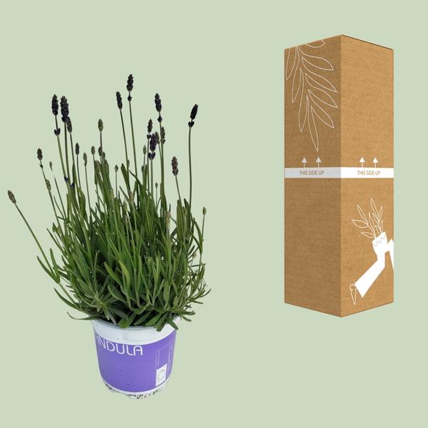 Lavendel - Lavandula Hidcote Blau - Zimmerpflanze - Ø12cm - ↕20cm