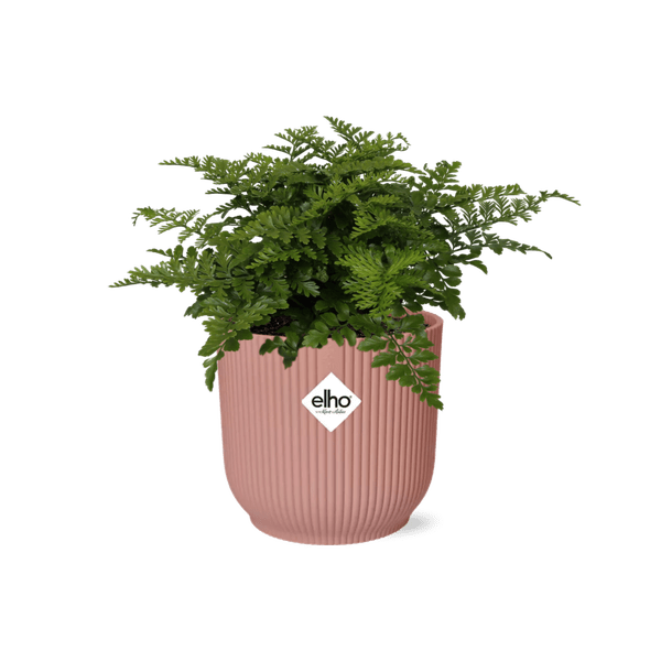 Nestfarn - Asplenium Parvati - Zimmerpflanze + Topf Vibes Fold 14cm Rosa