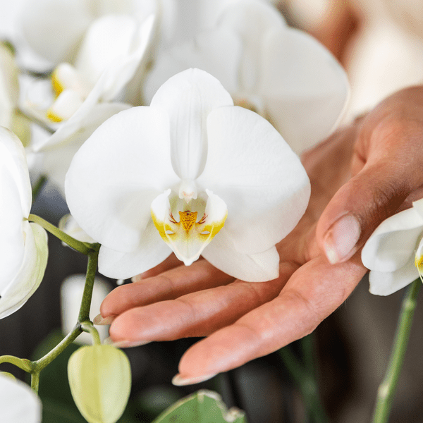 Phalaenopsis Orchideen Weiß – 2 Orchideen – Zimmerpflanzen mit langanhaltender Blüte – Ø12cm Töpfe – Frisch vom Bauern – Elegante Wohnraum-Deko