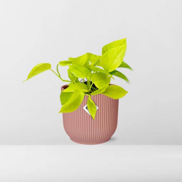 Efeutute - Epipremnum Pinnatum 'Golden Pothos' - Zimmerpflanze + Topf Vibes Fold 14cm Rosa