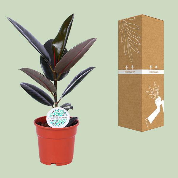 Gummibaum - Ficus Elastica Abidjan - Zimmerpflanze - Ø17cm - ↕55cm