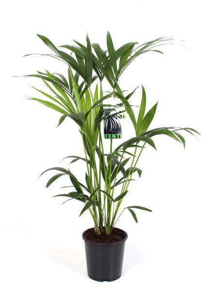 Kentiapalme - Howea Forsteriana - Zimmerpflanze - Ø19cm - ↕80cm