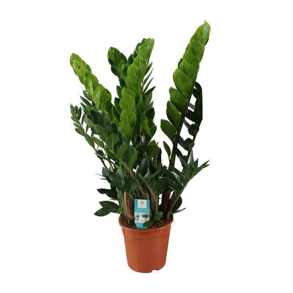 Glücksfeder – Zamioculcas Zamiifolia – Zimmerpflanze – Ø 21 cm Topf – Höhe ca. 80 cm – Pflegeleichte, robuste Grünpflanze