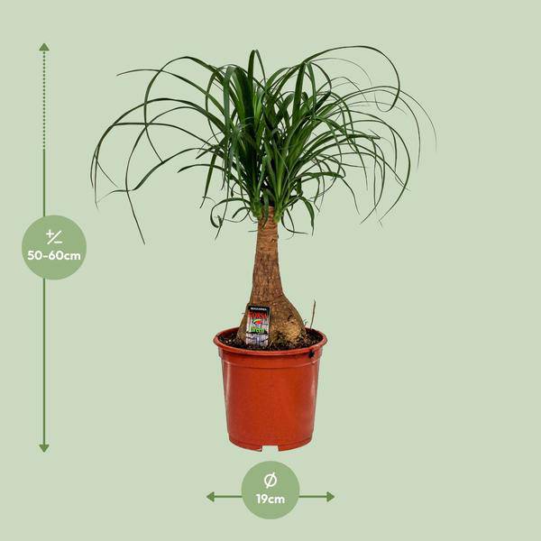 Elefantenfuß - Beaucarnea Nolina - Zimmerpflanze - Ø19cm - ↕60cm