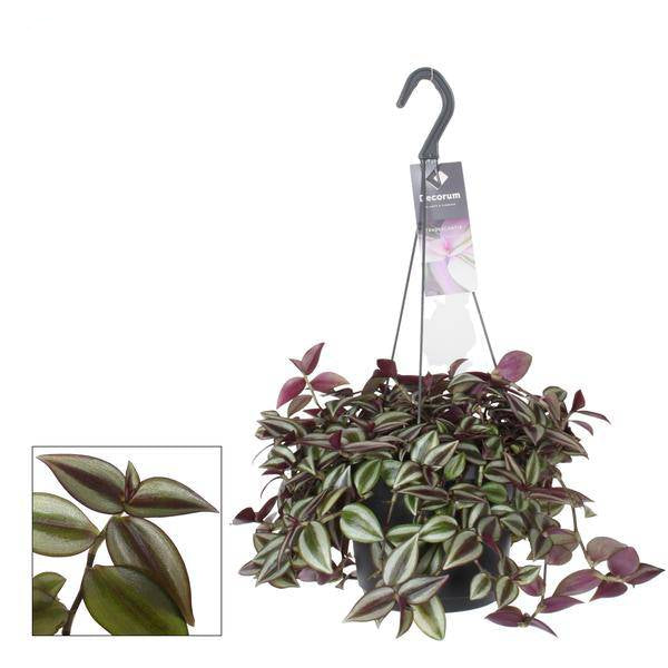 Zebrakraut Tradescantia Zebrina Purpusii – Zimmerpflanze – Ø17cm – ↕30cm – Farbintensive Hängepflanze mit gestreiften Blättern – Pflegeleicht & dekorativ