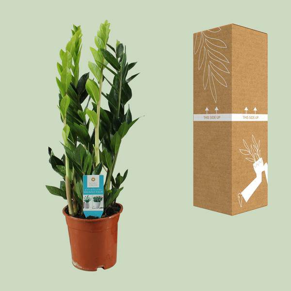 Glücksfeder - Zamioculcas Zamiifolia - Zimmerpflanze - Ø17cm - ↕65cm