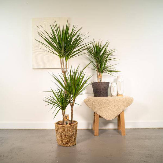 Drachenbaum Set – Dracaena – 2 Zimmerpflanzen – ↨120cm & 70cm – Ø21cm & Ø17cm – Luftreinigende Grünpflanzen – Pflegeleicht – Frisch aus der Gärtnerei