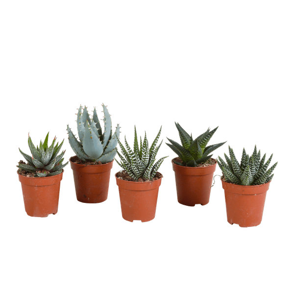Sukkulente - Gasteria/Haworthia - Mix 5,5cm - Zimmerpflanze - 5 Stück