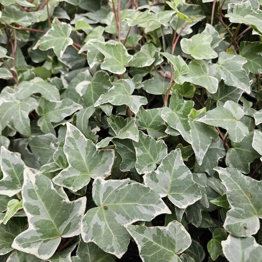 Hedera helix 'Glacier' – Weißgrüner Efeu – Ø9cm – ↕10-25cm – 40 Pflanzen – Bodendecker & pflegeleicht – schnellwachsend