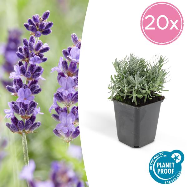 Lavendel Lavandula 'Hidcote' – 20 Pflanzen – Reich blühender Gartenlavendel – ↕10-25cm – Ø9cm – pflegeleicht & sonnig