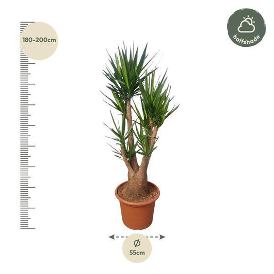 Riesen-Palmlilie – Yucca Elephantipes verzweigt – Zimmerpflanze 190cm – Ø55cm – Tropische Grünpflanze für Wohnzimmer, Büro & Wintergarten – Pflegeleicht & robust