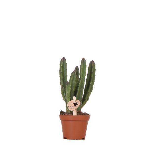 Aasblume - Stapelia - Topfgröße Ø9cm - Zimmerpflanze - Ø6cm