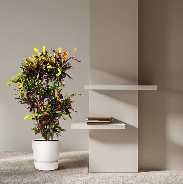 Wunderstrauch – Codiaeum Mammi – Zimmerpflanze – 120cm – Ø31cm – bunte exotische Blätter in Grün, Gelb, Rot und Orange – dekorative Indoor-Pflanze