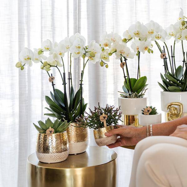 Phalaenopsis Orchidee Amabilis Weiß – 35cm Höhe – Ø9cm – Mit dekorativem Elite Topf Gold – Edle Zimmerpflanze mit 2–3 Blütenstielen – Pflegeleicht & dekorativ
