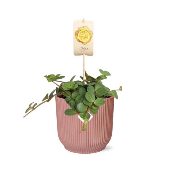 Zwergpfeffer - Peperomia 'Hope' - Zimmerpflanze + Topf Vibes Fold 14cm Rosa