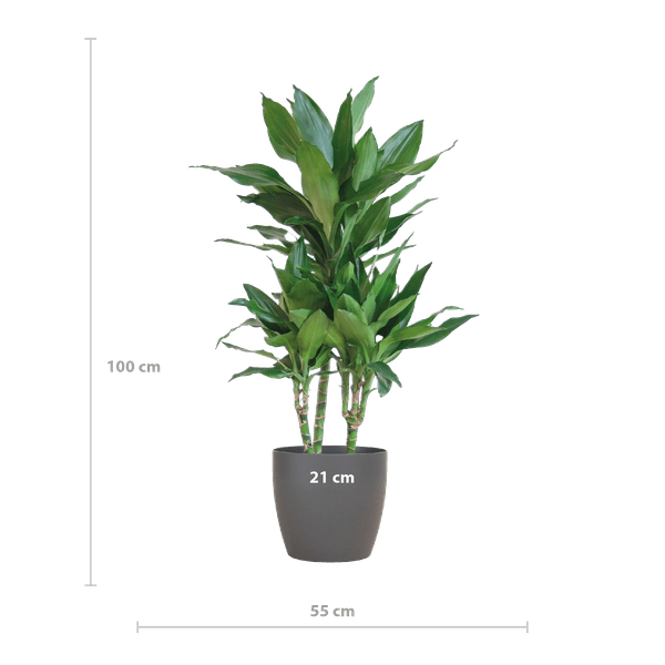 Dracaena Janet Lind 95cm – Drachenbaum Zimmerpflanze Ø21cm – pflegeleichte grüne Pflanze mit Viber Topf Grau – luftreinigende Pflanze für Wohnzimmer & Büro
