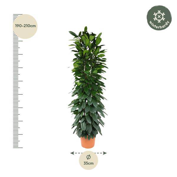 Gummibaum - Ficus Cyathistipula - 200cm - ø35cm
