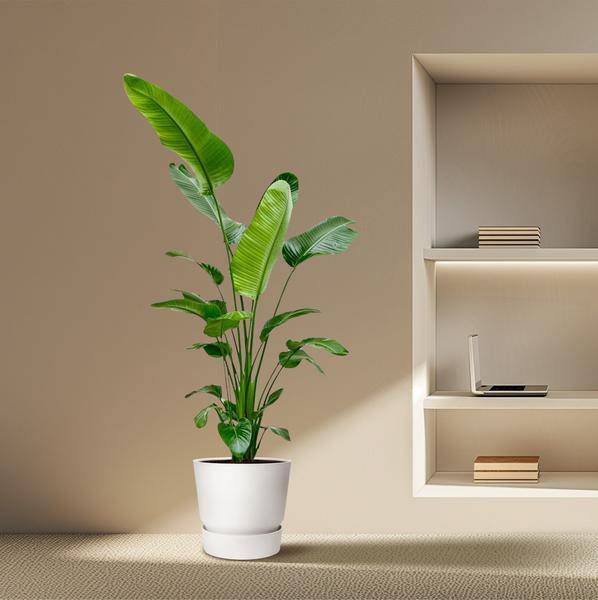 Baum-Strelitzie – Strelitzia Nicolai – Zimmerpflanze 190cm – Ø27cm – Weißer Paradiesvogel mit großen grünen Blättern – Exotische Kübelpflanze für Innen & geschützte Außenbereiche