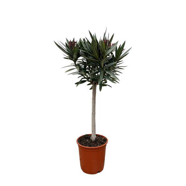 Rosenlorbeer – Nerium Oleander auf Stiel 90cm – Ø22cm – Immergrüne Kübelpflanze mit rosa Blüten – Mediterrane Zierpflanze für Garten, Terrasse & Balkon – Duftend & pflegeleicht