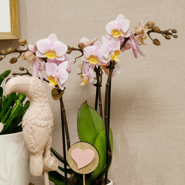 Pflanzenset Vintage Pink - Grünpflanzen mit pinker Phalaenopsis Orchidee im Vintage Pink Ziertopf und Zubehör