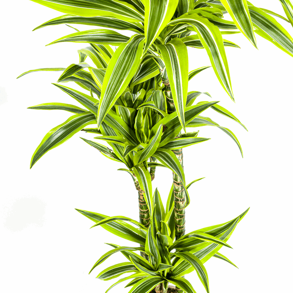 Dracaena Deremensis Zitronenlimette Ø24cm - ↕130 - 150cm