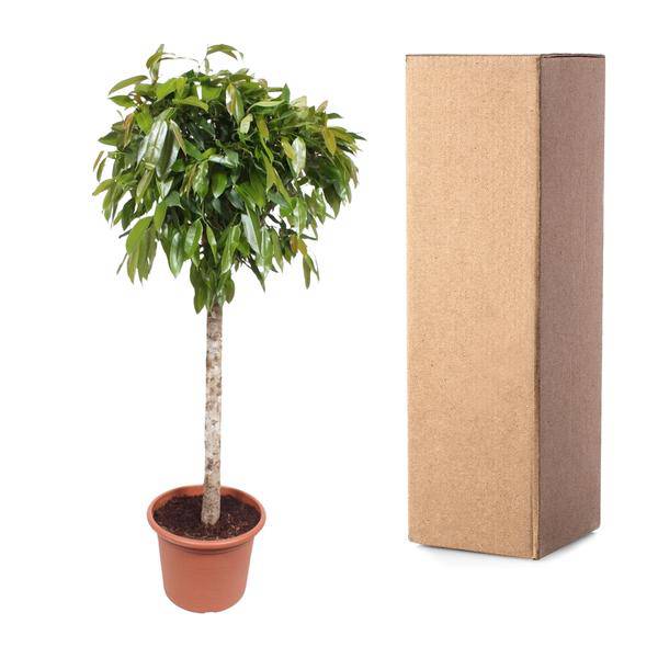 Gummibaum - Ficus Amstel King - Zimmerpflanze - 180cm - ø40cm