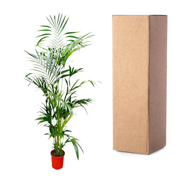 Kentia-Palme – Howea forsteriana – Zimmerpflanze – 200cm – Ø24cm – Elegante Grünpflanze für Wohnzimmer, Büro & Wintergarten – Tropische Kübelpflanze