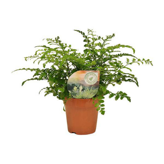 Nestfarn - Asplenium Parvati - Zimmerpflanze - Ø12cm - ↕35cm