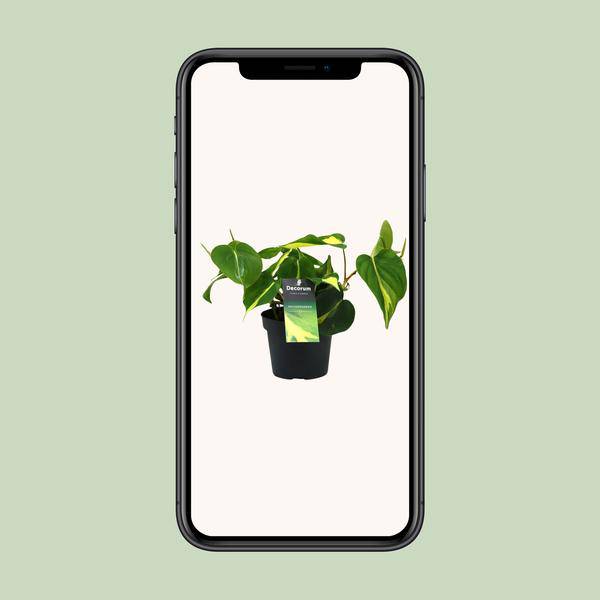 Baumfreund - Philondendron Brasil Scandens - Zimmerpflanze - Ø12cm - ↕20cm