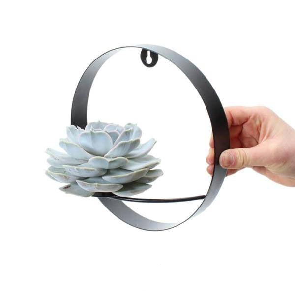 Sukkulente - Echeveria Lilacina auf Wanddeko Ring Schwarz - Zimmerpflanze - Ø20 cm - ↕20 cm