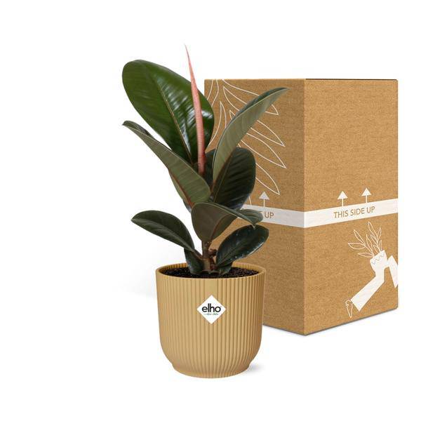Gummibaum Ficus Elastica 'Robusta' – Zimmerpflanze inkl. Ziertopf Vibes Fold Gelb Ø14cm – Pflegeleichte Grünpflanze mit glänzenden Blättern – Luftreinigend & dekorativ – Für Wohnzimmer & Büro