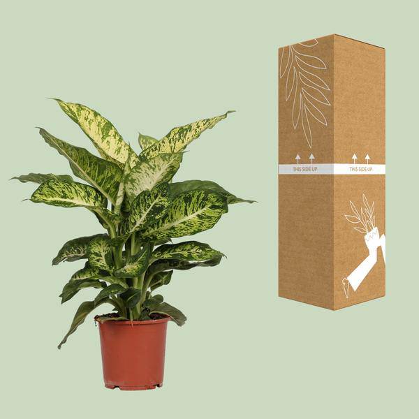 Dieffenbachia Mars – Ø17cm x H50cm – Tropische Zimmerpflanze mit dekorativen Blättern – Pflegeleicht & luftreinigend – Für Halbschatten