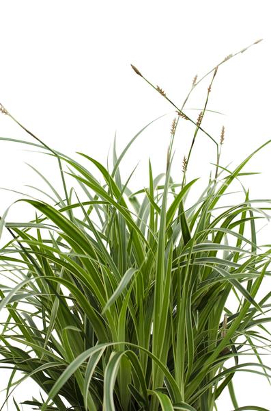 Weißrandige Segge – Carex morrowii 'Icedance' – Immergrünes Ziergras – Winterhart & pflegeleicht – Ø14 cm Topf – Ca. 30 cm hoch – Für Beete, Rabatten & Pflanzkübel