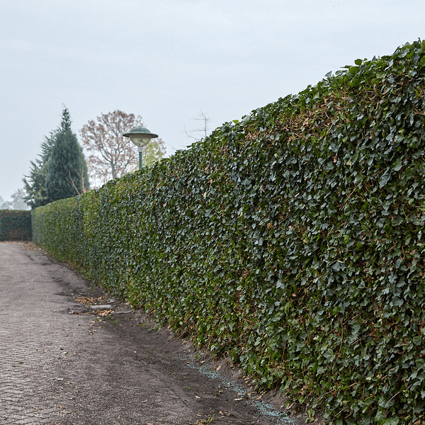 Hedera Hibernica – Efeu Fertighecke – Höhe ca. 180cm – Immergrüne Hecke – dichter Sichtschutz & sofortige Privatsphäre für Garten & Terrasse