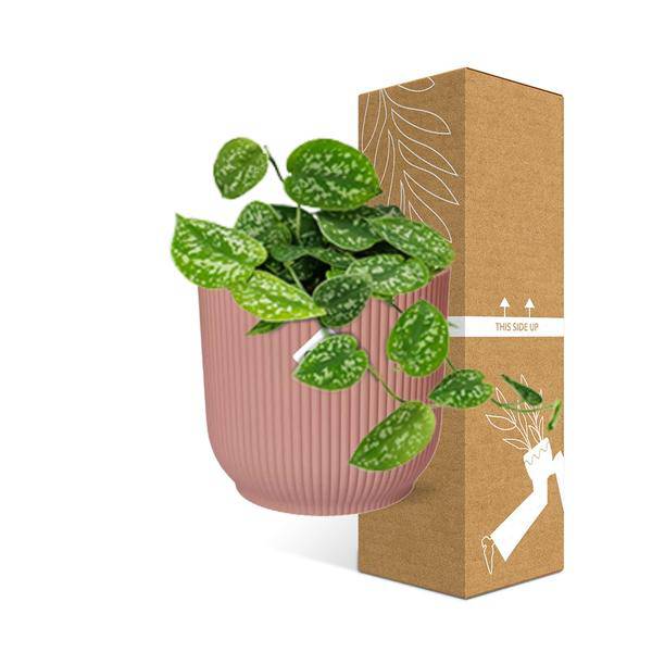 Efeutute - Scindapsus Pictus 'Argyraeus' - Zimmerpflanze + Topf Vibes Fold 14cm Rosa