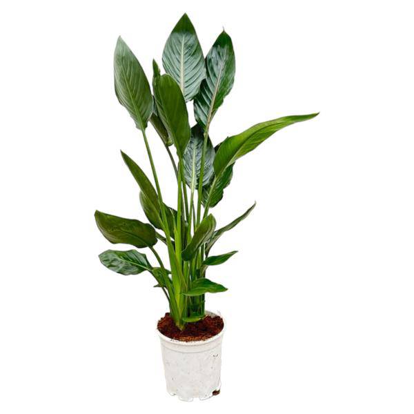 Paradiesvogelblume Strelitzia Reginae – Zimmerpflanze – Ø19cm – Höhe ca. 100cm – Exotische Blüten – Für Innen & Außen – Pflegeleicht