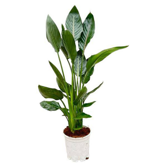 Paradiesvogelblume Strelitzia Reginae – Zimmerpflanze – Ø19cm – Höhe ca. 100cm – Exotische Blüten – Für Innen & Außen – Pflegeleicht