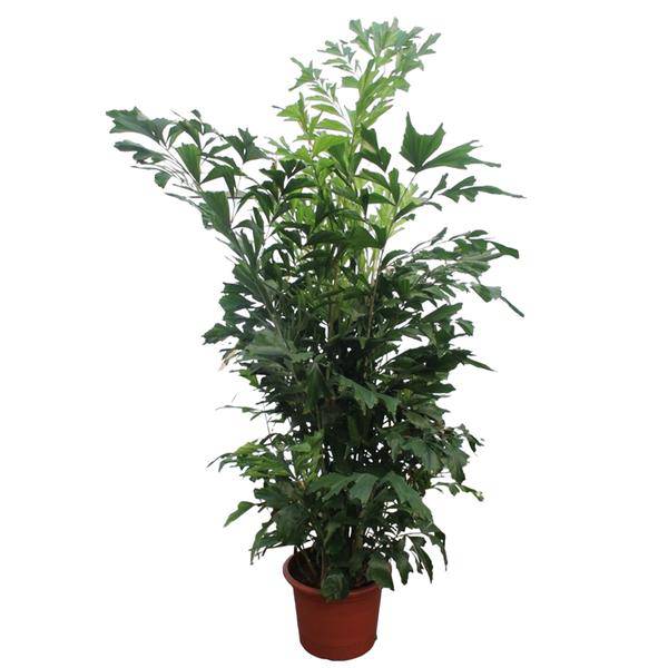 Fischschwanzpalme - Caryota Mitis - 270cm - ø50cm