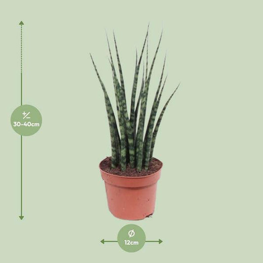 Bogenhanf - Sansevieria Fernholz Mikado - Zimmerpflanze -Ø12cm - ↕40cm