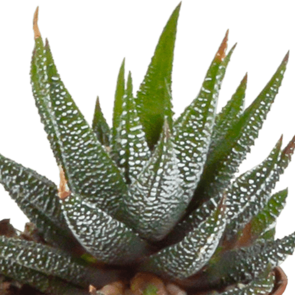 Sukkulente - Gasteria/Haworthia - Mix 5,5cm - Zimmerpflanze - 5 Stück