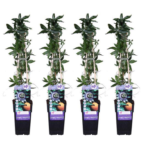 Blaue Passionsblume - Passiflora caerulea - ↨65cm - Ø15cm - 4 Stück