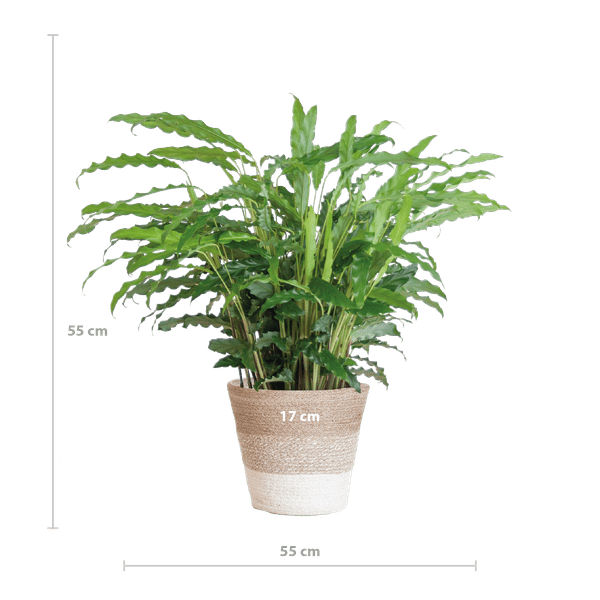Calathea Rufibarba „Samt-Calathea“ – Zimmerpflanze 55 cm – Ø17 cm Topf – Luftreinigend – Mit nachhaltigem Jutekorb Lissabon Weiß