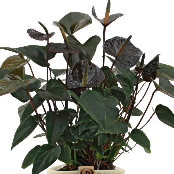 Flamingoblume - Anthurium andreanum Black Love - Zimmerpflanze + Korb Pure - 45cm - Ø12cm