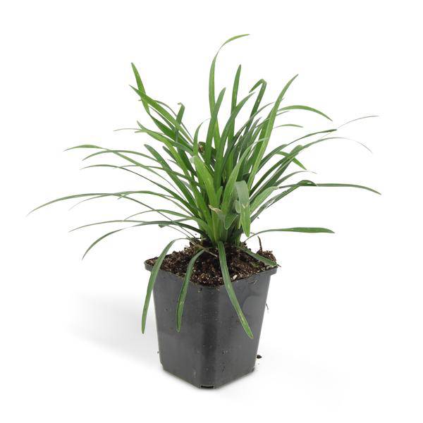 Lilientraube - Liriope muscari 'Big Blue' - ↕10-25cm - Ø9cm - 12 Stück