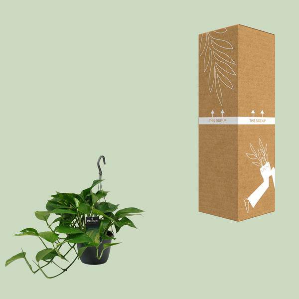 Efeutute - Scindapsus Epipremnum - Zimmerpflanze - Ø15cm - ↕45cm