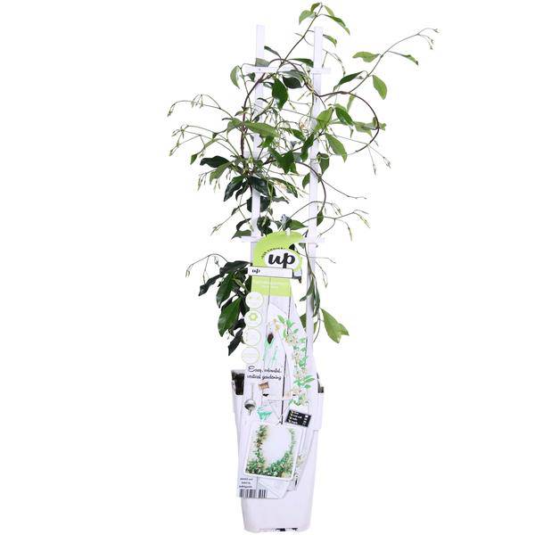 Sternjasmin Trachelospermum 'Star of Venice' – Weiß – Immergrüne Kletterpflanze – ca. 65cm Höhe – Duftender mediterraner Jasmin für Terrasse & Balkon