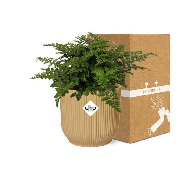 Nestfarn Asplenium Parvati – Zimmerpflanze inkl. Ziertopf Vibes Fold Gelb Ø14cm – Pflegeleichte luftreinigende Farnpflanze – Für Wohnzimmer, Schlafzimmer & Büro